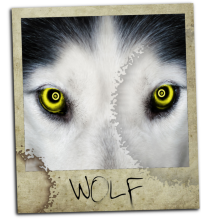 Polaroid_Wolf